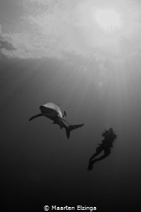 Shark dive @ Pico, Açores by Maarten Elzinga 